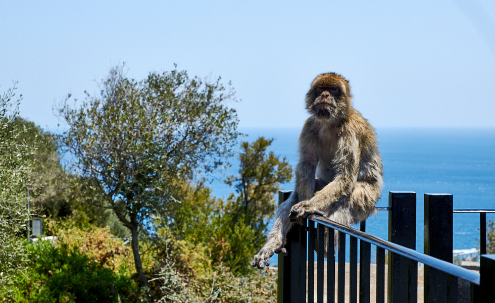 Macaque apurnar eru høvuðs turistattraksjónin í Gibraltar (Mynd: Hans Kristian Eyðunsson Hansen)