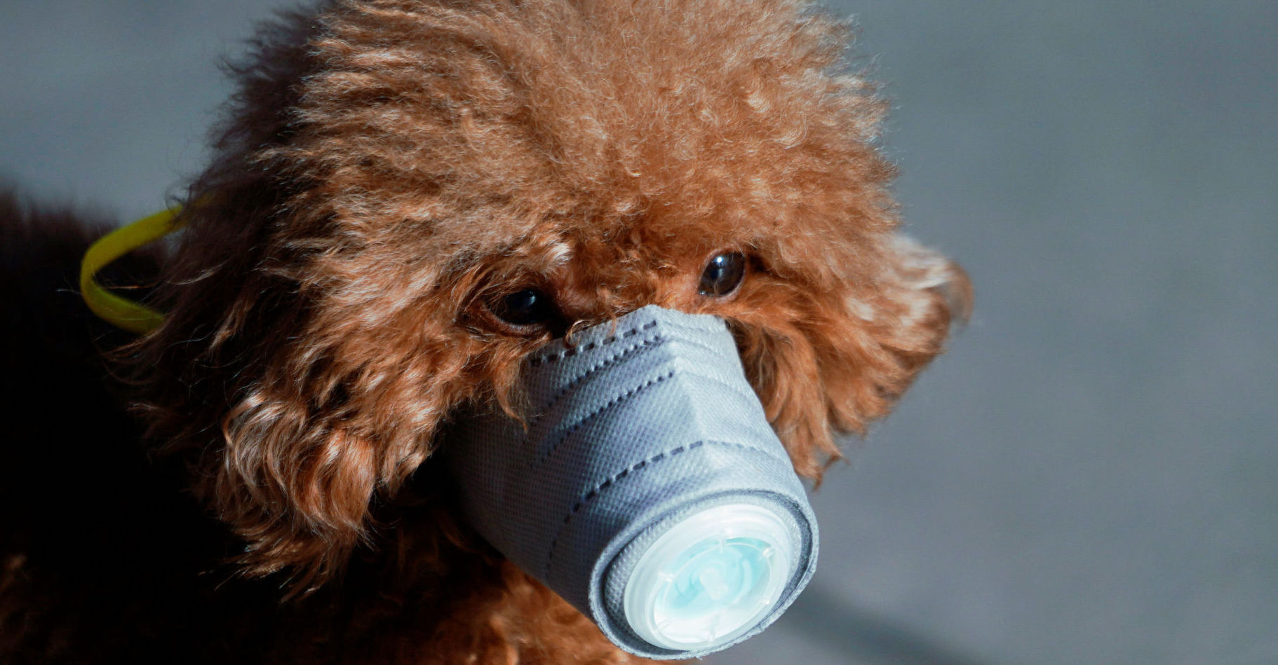 Hesin býr í Shangai. Hetta er ikki hundurin, sum er staðfestur smittaður við corona. Mynd: Reuters.