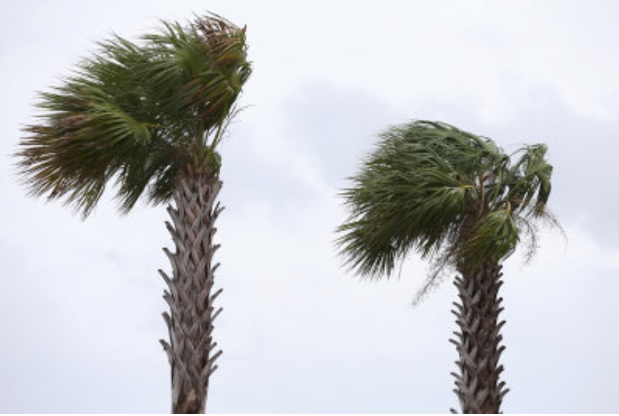 Í New Orleans, næststørsta býi í Louisiana, stóð nógv á pálmatrøunum í nógva vindinum. Fleiri trø eru koppað av tropisku ódnini. Mynd: Jonathan Bachman/Reuters