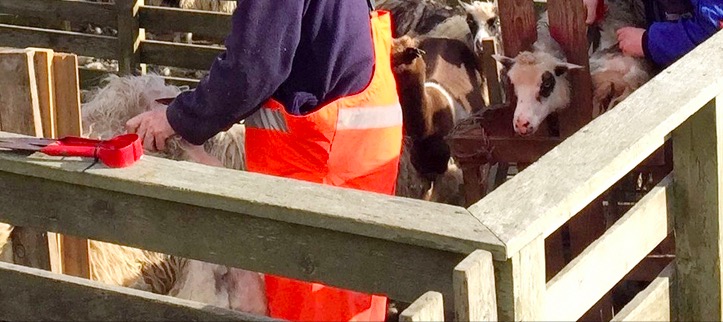 Bóndin fekk ikki rikið fyri ferðafólki. Savnsmynd